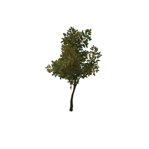 HVR Tree V01 T03 C02